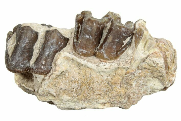 Fossil Horse (Mesohippus) Jaw Section - South Dakota #254967